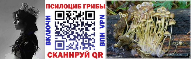 Псилоцибиновые грибы мицелий как найти закладки Красково